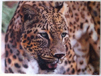 Airbrush canvas Leopard